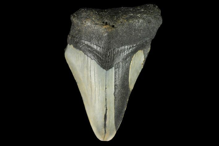 Bargain, Fossil Megalodon Tooth - North Carolina #124819